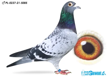 Karolina & Marian Łaś PL-0237-21-5085