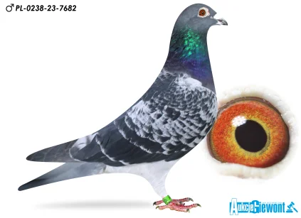 Karolina & Marian Łaś PL-0238-23-7682