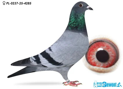 Karolina & Marian Łaś PL-0237-25-4285