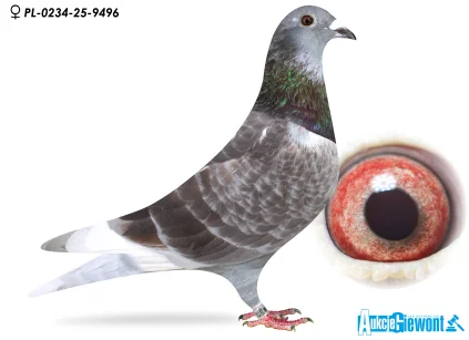 Karolina & Marian Łaś PL-0234-25-9496