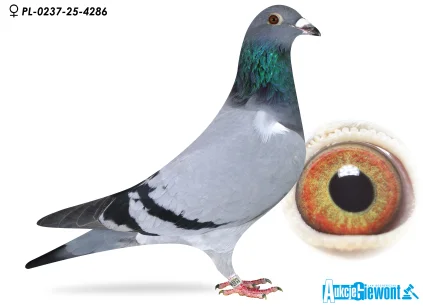 Karolina & Marian Łaś PL-0237-25-4286