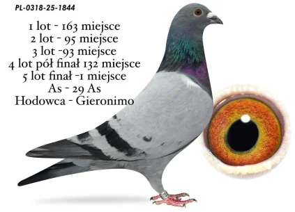 1 m. / FINAŁ GIERONIMO  PL-0318--25-1844