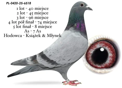 8 m. / FINAŁ KSIĄŻEK& MŁYNEK PL-0420-25-6518