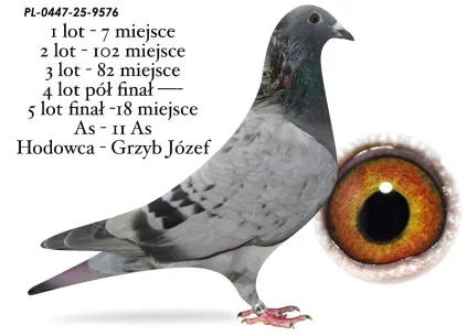 18 m./ FINAŁ GRZYB JÓZEF  PL-0447-25-9576
