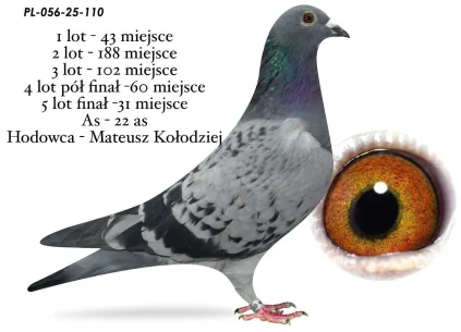 31 m./ FINAŁ MATEUSZ KOŁODZIEJ  PL-056-25-110