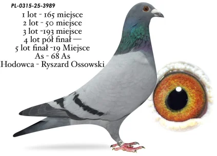 19 m./ FINAŁ RYSZRD OSSOWSKI PL-0315-25-3989