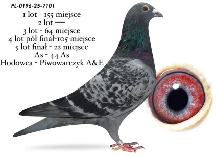 22 m./ FINAŁ PIWOWARCZYK A&E  PL-0196-25-7101