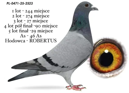 29 m,/ FINAŁ ROBERTUS PL-0471-25-2523