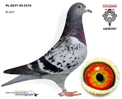 Blady PL-0237-25-2316