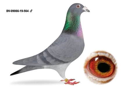 100% Hardy Kruger DV-09066-19-564