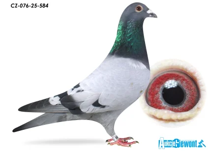 ACADEMY LOFT CZ-25-076-584