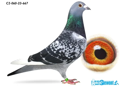 ACADEMY LOFT CZ-23-060-667