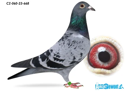 ACADEMY LOFT CZ-23-060-668