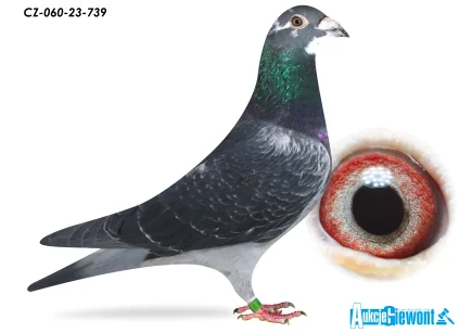 ACADEMY LOFT CZ-23-060-739