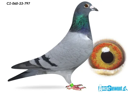 ACADEMY LOFT CZ-23-060-797