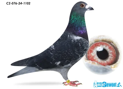 ACADEMY LOFT CZ-24-076-1102