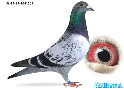 MAJKA ANDRZEJ PL-FC-ZP-21-1051305