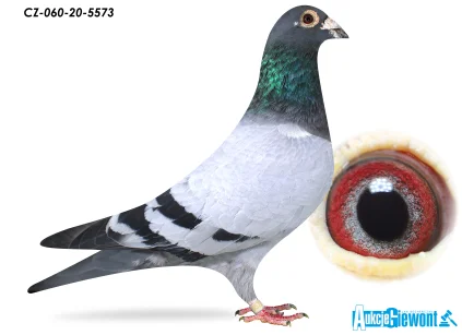 ACADEMY LOFT CZ-20-060-5573