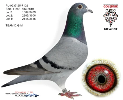TEAM D.G.M. PL-0237-25-7102