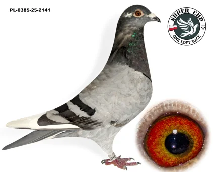 dolot - PL-0385-25-2141 - Sawczuk Sławomir PL-0385-25-2141