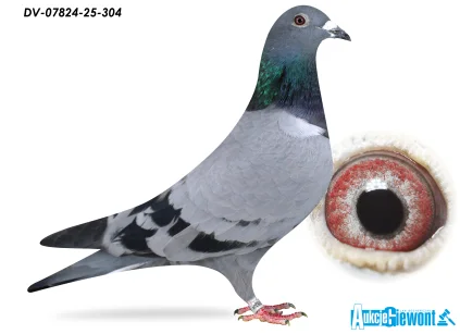 SG Jaschik DV-07824-25-304