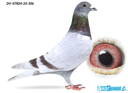 SG Jaschik DV-07824-25-306