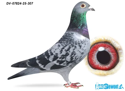 SG Jaschik DV-07824-25-307