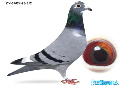 SG Jaschik DV-07824-25-312