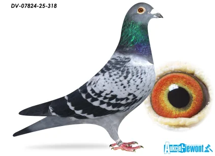 SG Jaschik DV-07824-25-318