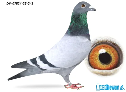 SG Jaschik DV-07824-25-342