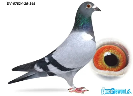 SG Jaschik DV-07824-25-346