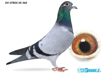 SG Jaschik DV-07824-25-360