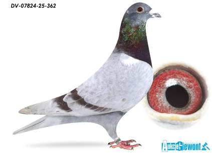 SG Jaschik DV-07824-25-362