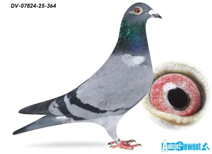 SG Jaschik DV-07824-25-364