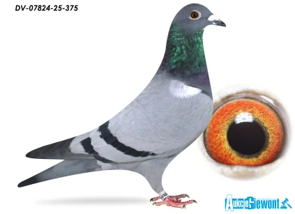 SG Jaschik DV-07824-25-375