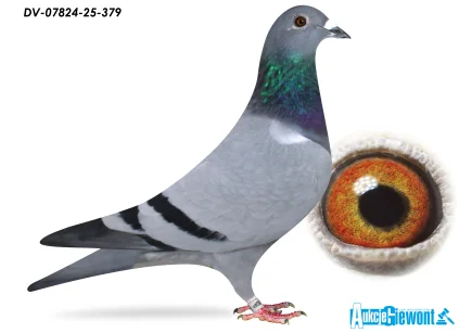 SG Jaschik DV-07824-25-379