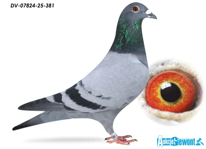 SG Jaschik DV-07824-25-381