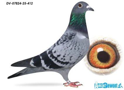 SG Jaschik DV-07824-25-412