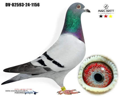 Marc Brett DV-02593-24-1156