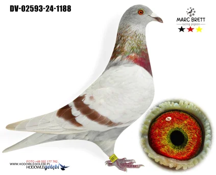 Marc Brett DV-02593-24-1188