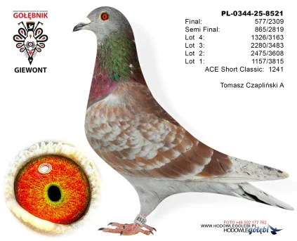 Tomasz Czapliński A PL-0344-25-8521