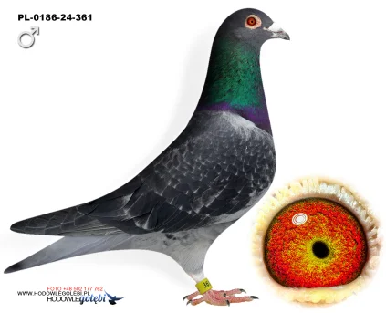 Janusz Glanc PL-0186-24-361