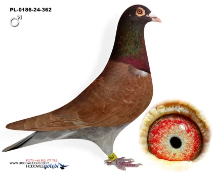 Janusz Glanc PL-0186-24-362