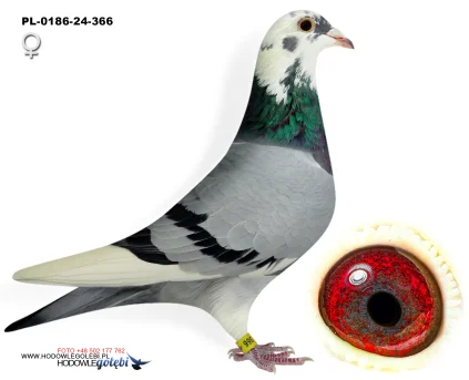 Janusz Glanc PL-0186-24-366