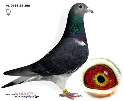 Janusz Glanc PL-0186-24-368