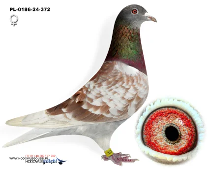 Janusz Glanc PL-0186-24-372