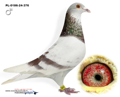 Janusz Glanc PL-0186-24-376