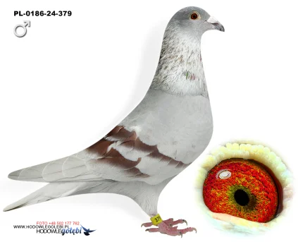 Janusz Glanc PL-0186-24-379