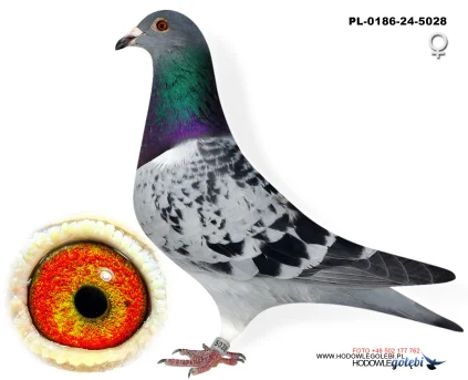 Janusz Glanc PL-0186-25-5028