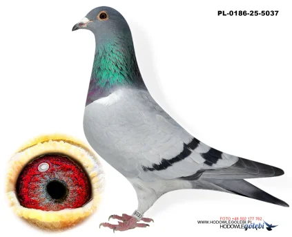 Janusz Glanc PL-0186-25-5037